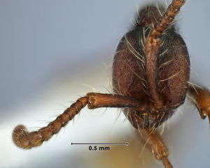 Aenictus aratus head view