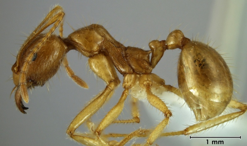 File:Aphaenogaster reichelae holotype ANIC32-031019 side 25-Antwiki.jpg