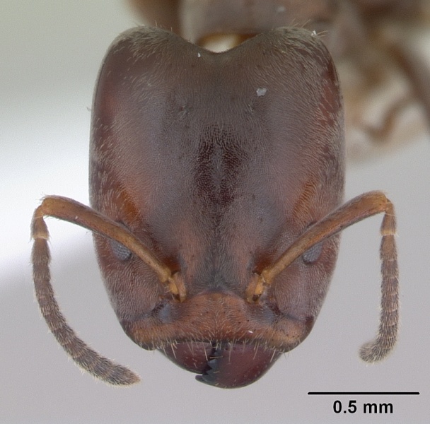 File:Azteca luederwaldti casent0173828 head 1.jpg