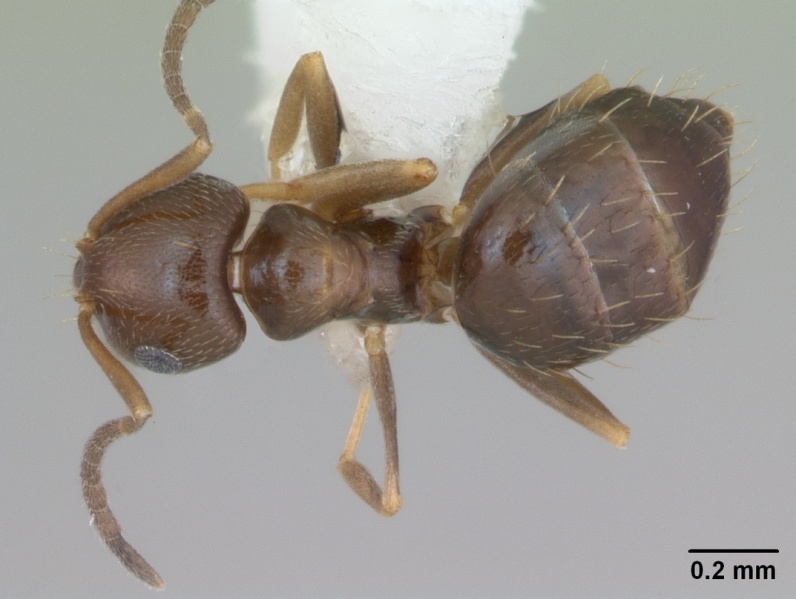 File:Brachymyrmex patagonicus casent0173480 dorsal 1.jpg