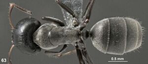 Camponotus benguetensis paratype F63.jpg