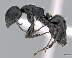 Camponotus boghossiani casent0281575 p 1 high.jpg