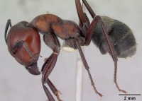 Camponotus suffusus casent0172142 profile 1.jpg