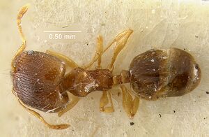 MCZ-ENT00009137 Pheidole moerens had.jpg