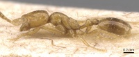 Monomorium jonesi casent0913810 p 1 high.jpg