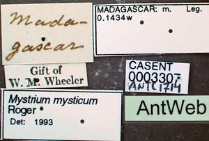 Mystrium mysticum casent0003307 label 1.jpg