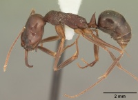 Odontomachus brunneus casent0104165 profile 1.jpg