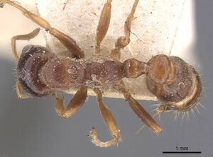 Pseudomyrmex dendroicus casent0907526 d 1 high.jpg