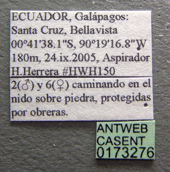 File:Solenopsis geminata casent0173276 label 1.jpg