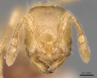 Solenopsis lusitanica - AntWiki