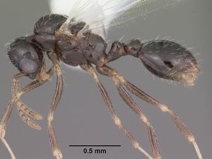 Temnothorax texanus casent0104065 profile 1.jpg