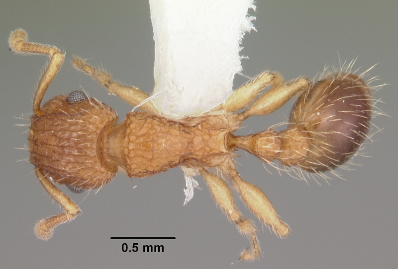 File:Tetramorium bicarinatum casent0102404 dorsal 1.jpg