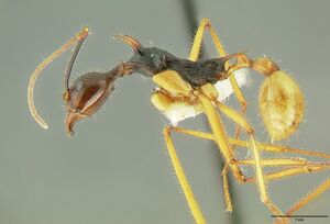 Aphaenogaster loriai hal.jpg