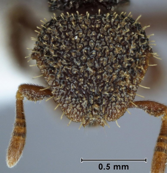 File:Calyptomyrmex retrostriatus HT head 50-Antwiki.jpg