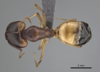 Camponotus atlantis casent0249810 d 1 high.jpg