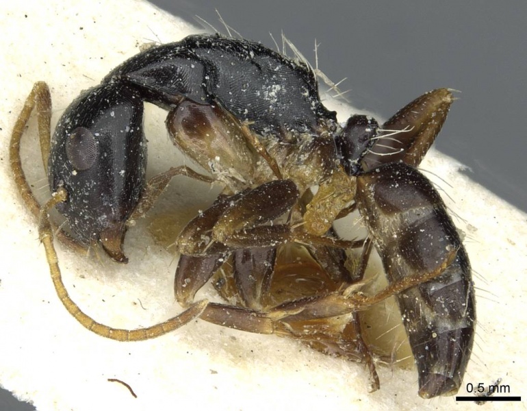 File:Camponotus rotundinodis rmcaent000017819 p 1 high.jpg