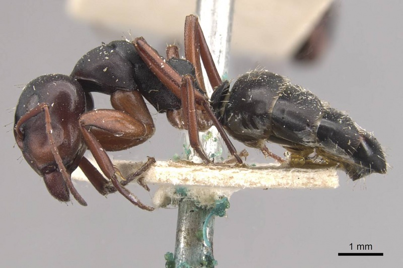 File:Camponotus scalaris casent0910462 p 1 high.jpg