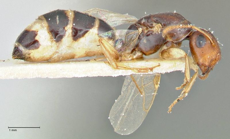 File:Colobopsis mutilata focol2510 p 2 high.jpg