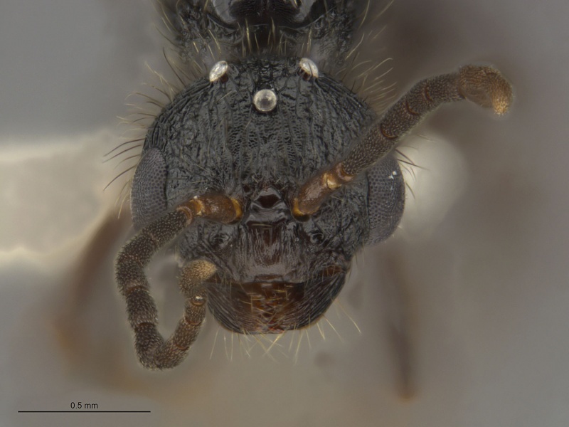 File:MCZ-ENT00674234 Pogonomyrmex pima male hef.jpg