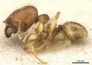 Pheidole lobulata casent0906641 p 1 high.jpg