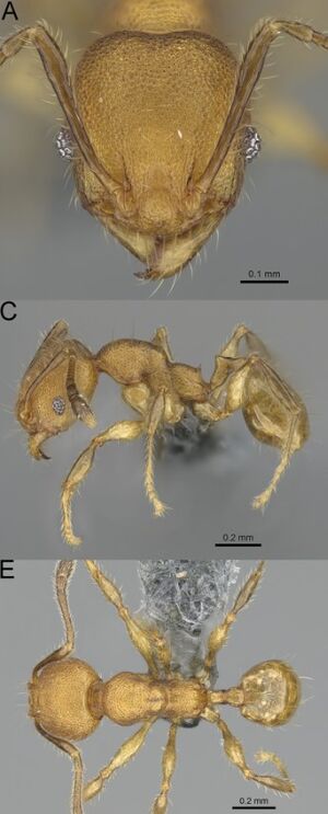 Pheidole madinika F78ace.jpg