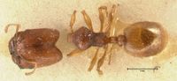 Pheidole trapezoidea focol1420 d 1 high.jpg