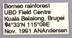 Polyrhachis bihamata labels.jpg