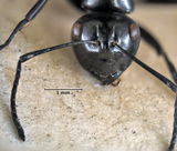 Polyrhachis busiris head 25 AntWiki.jpg