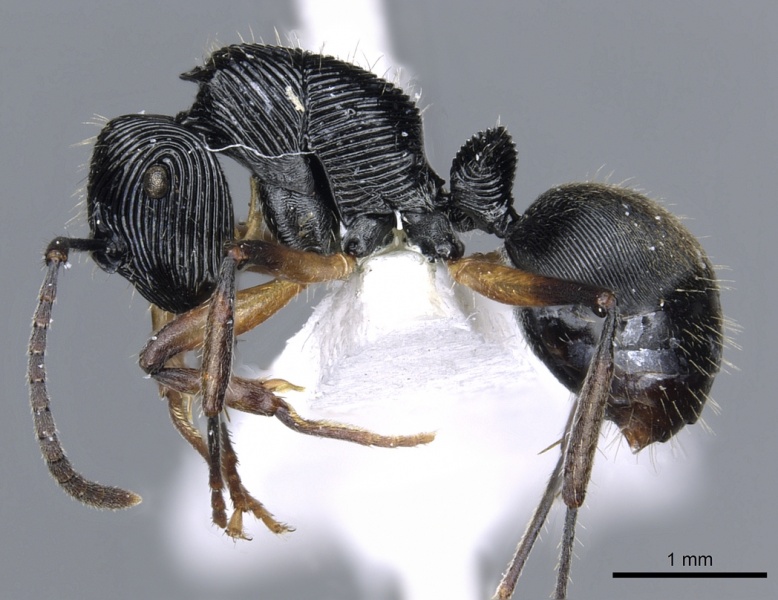 File:Polyrhachis decora casent0903316 p 1 high.jpg