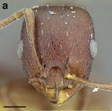 Temnothorax fuscatus USNMENT00921897 F108 a.jpg