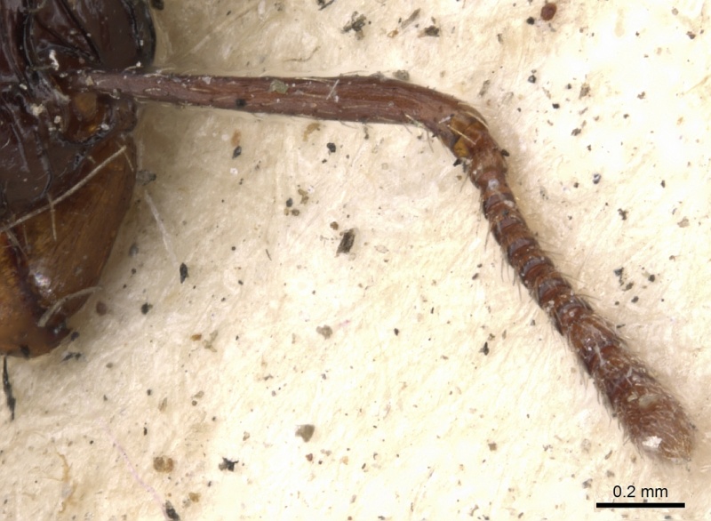 File:Tetramorium carinatum casent0901375 h 2 high.jpg