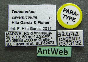Tetramorium cavernicola casent0373132 l 1 high.jpg