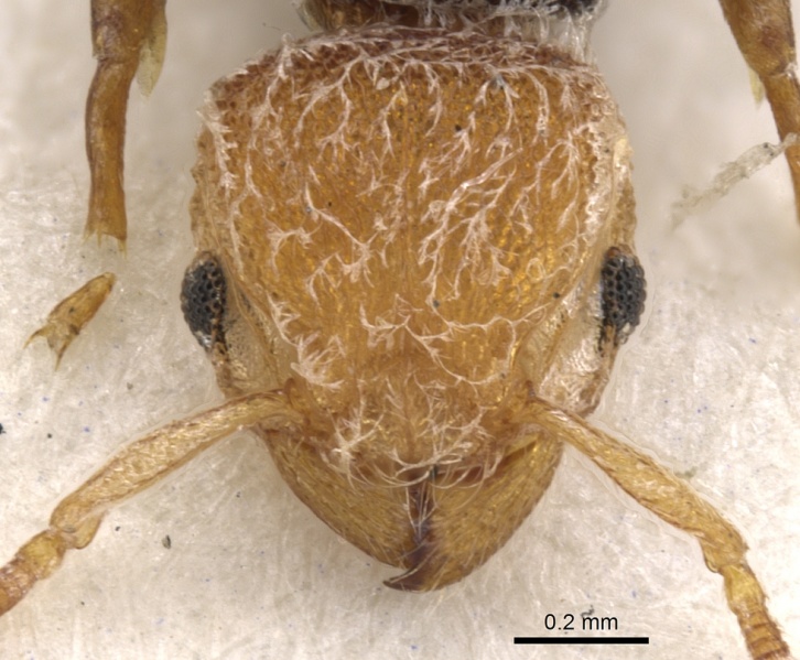 File:Tetramorium pulcherrimum casent0901132 h 1 high.jpg