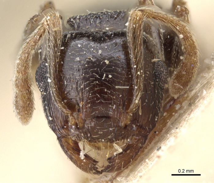 File:Crematogaster kneri casent0904481 h 1 high.jpg