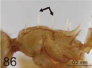 Crematogaster luzonensis P2.jpg