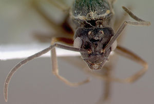 Formica exsecta casent0010687 head 1.jpg