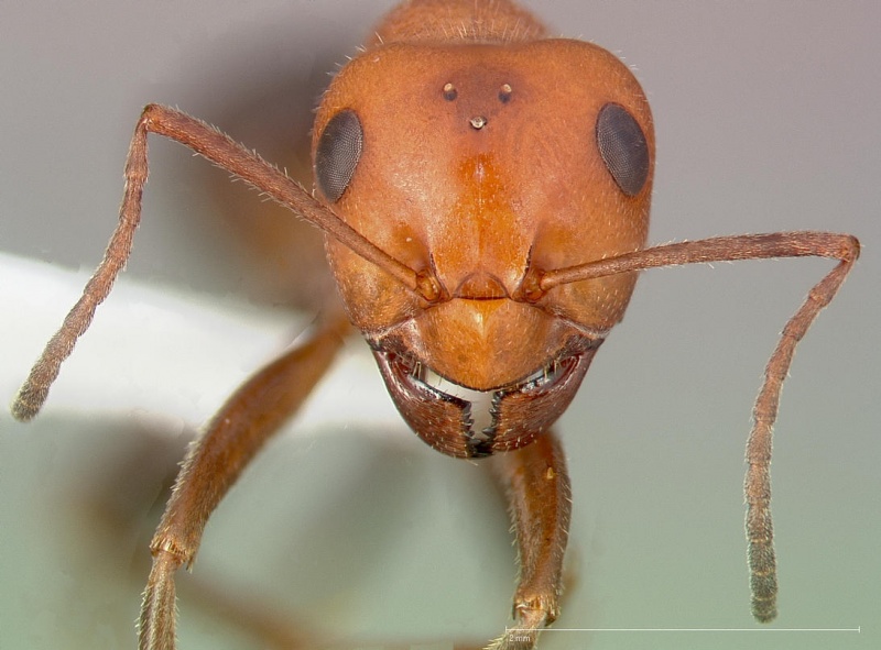 File:Formica oreas casent0005390 head 1.jpg