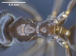 Lasius casevitzi antweb1038019 d 2 high.jpg