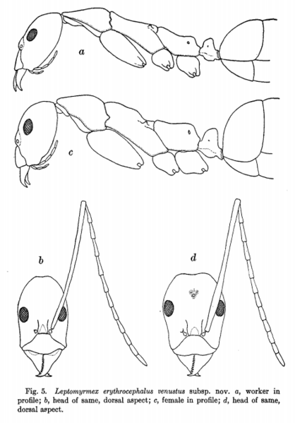 File:Leptomyrmex erythrocephalus EQ Wheeler 1934.png