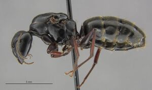 Mcz-ent00668328 Camponotus modoc queen hal.jpg