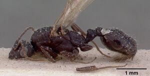 Monomorium subopacum casent0010823 profile 1.jpg