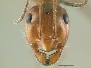 Myrmecocystus-mendax Ha5.jpg