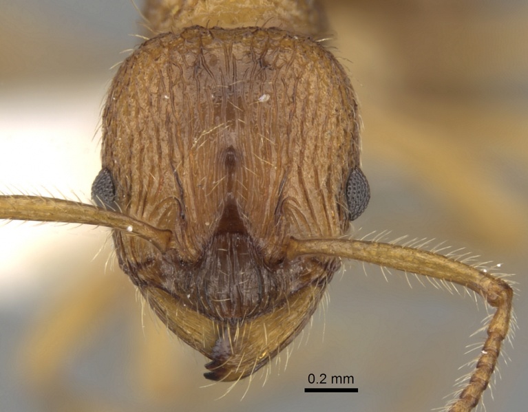 File:Myrmica kryzhanovskii H casent0280828.jpg