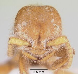 Neivamyrmex carolinensis casent0104856 head 1.jpg