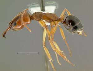 Odontomachus-relictusL1.6x.jpg