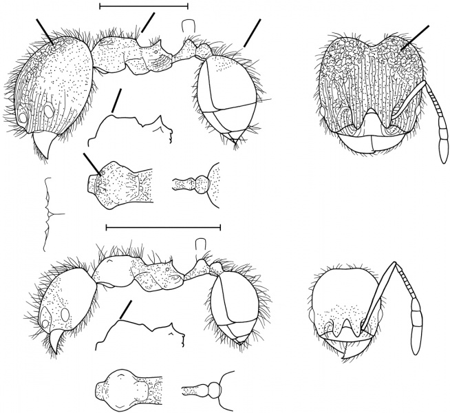 File:Pheidole renae Wilson 2003.jpg