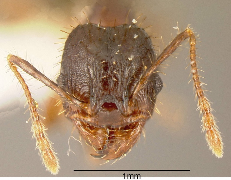 File:Pheidole spathipilosa inbiocri001218131 h 1 high.jpg