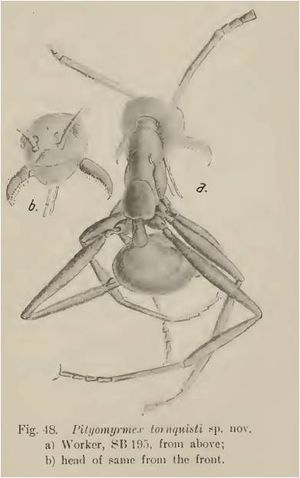 Pityomyrmex tornquisti.jpg