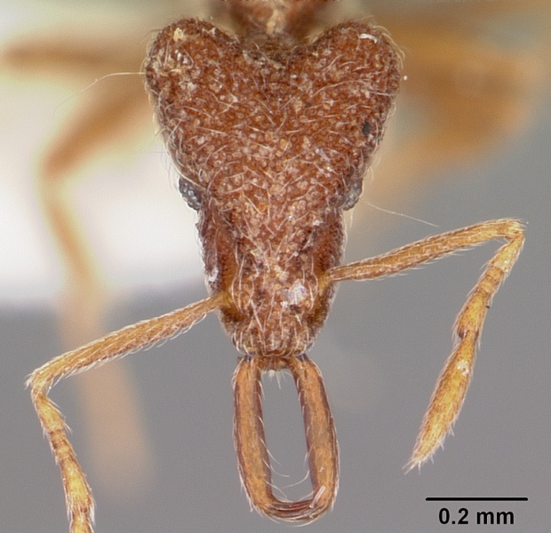 File:Strumigenys dromica casent0102645 head 1.jpg