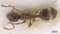 Temnothorax cagnianti casent0915394 d 1 high.jpg